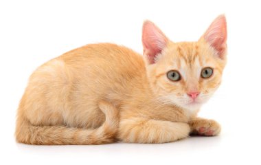 Beyaz arka planda izole edilmiş küçük kahverengi kedi yavrusu.