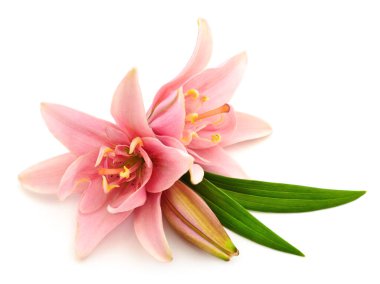 Beyaz arka planda iki pembe zambak izole edilmiş..