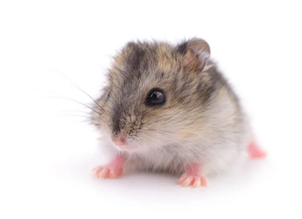 Petit Hamster Domestique Isolé Sur Fond Blanc — Photo