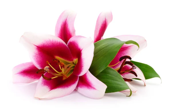 两朵粉红色的百合花 在白色的背景上隔离 — 图库照片