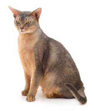 Koyu gri kedi beyaz arka planda izole edilmiş.