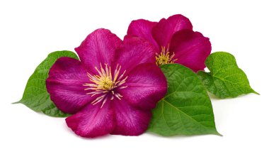 Beyaz arkaplanda iki kırmızı klematis izole edildi.