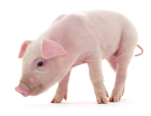 白地に表される豚 — ストック写真