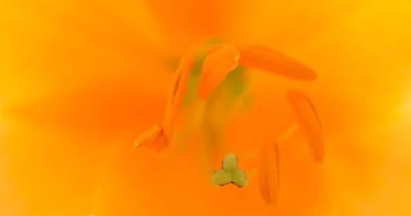 白色花朵与橙色瘟疫的结合部 自然背景 — 图库照片