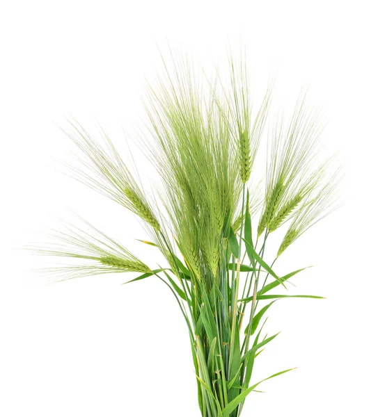 Зелені Вуха Пшениці Ізольовані Білому Тлі — стокове фото