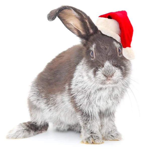 Hase Weihnachtsmann Weihnachtsmütze Auf Weißem Hintergrund Stockbild