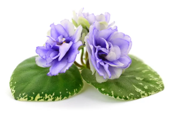 Tres Flores Azules Sobre Fondo Blanco —  Fotos de Stock