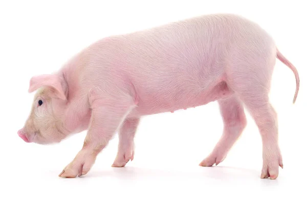 Schwein Das Auf Weißem Hintergrund Dargestellt Ist — Stockfoto