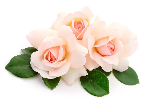 白い背景に美しいピンクのバラ3本 — ストック写真