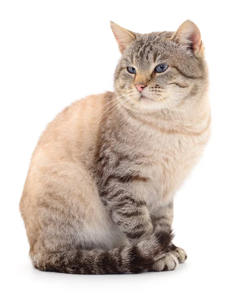 白い背景に隔離された暗い灰色の猫 — ストック写真