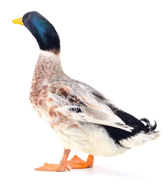 Beyaz Arka Planda Izole Edilmiş Kahverengi Bir Ördek — Stok fotoğraf