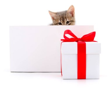 Beyaz arkaplanda boş izole kedi yavrusu.