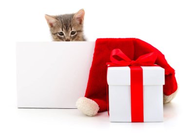 Beyaz arkaplanda boş izole kedi yavrusu.