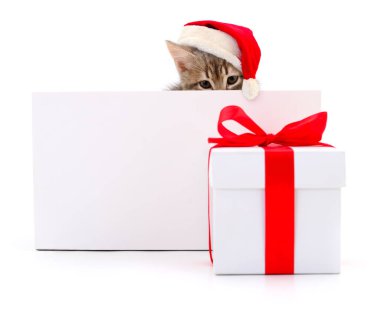 Beyaz arkaplanda boş izole kedi yavrusu.