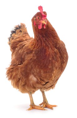 Genç kahverengi tavuk beyaz arka planda izole edildi.