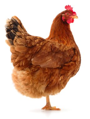 Genç kahverengi tavuk beyaz arka planda izole edildi.