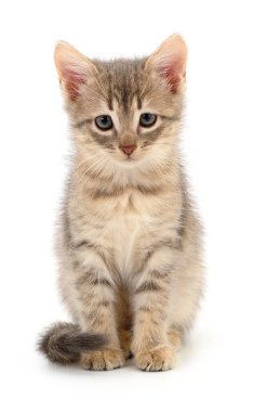 Beyaz arka planda izole edilmiş küçük gri kedi yavrusu.