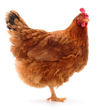 Genç kahverengi tavuk beyaz arka planda izole edildi.