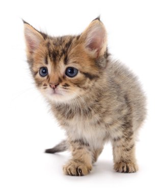 Beyaz arka planda izole edilmiş küçük kahverengi kedi yavrusu.