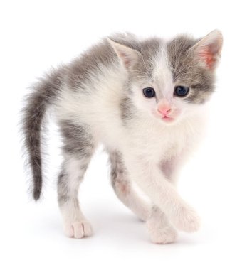 Beyaz arka planda izole edilmiş küçük gri kedi yavrusu.