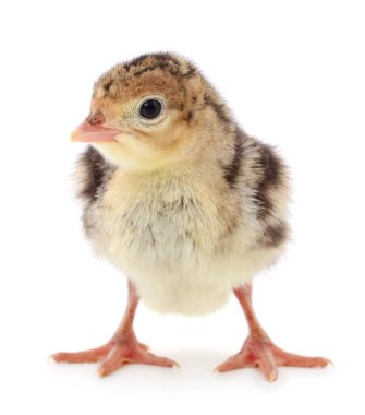 Beyaz arka planda izole edilmiş şirin yeni doğmuş tavuk hindisi..