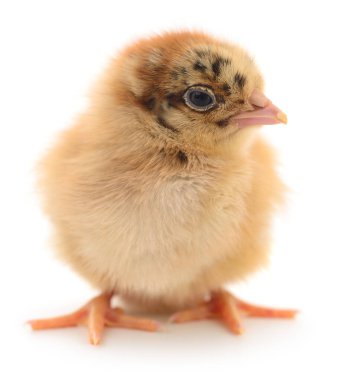 Beyaz arka planda küçük bir tavuk