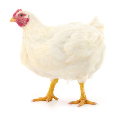 Beyaz tavuk beyaz, stüdyo çekimi