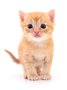 Beyaz arka planda izole edilmiş küçük kahverengi kedi yavrusu.