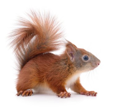 Beyaz arka planda izole edilmiş Avrasya kırmızı sincabı.