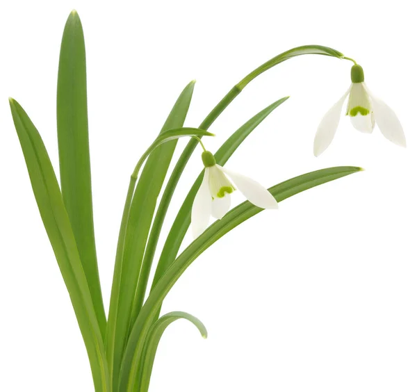 Wiosenna Kropla Śniegu Kwiaty Izolowane Białym Tle — Zdjęcie stockowe