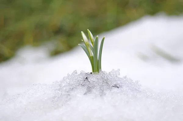 Snowdrop Flowers Coming Out Real Snow — Stock Photo, Image