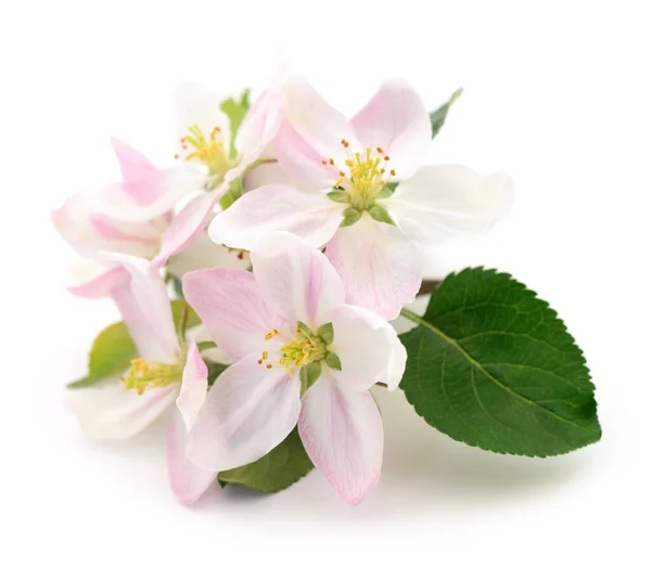 Frühlingsapfelblüten Mit Blättern Auf Einem Weißen — Stockfoto