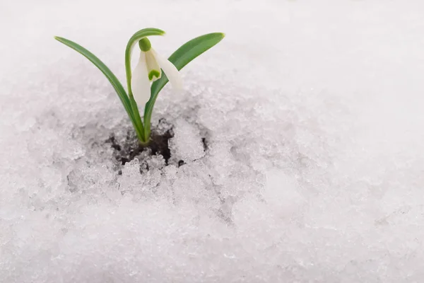 Snowdrop Flower Coming Out Real Snow — Stock Photo, Image