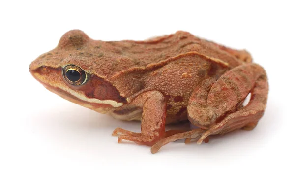 Small Brown Frog Isolated White Background — Stock Photo, Image