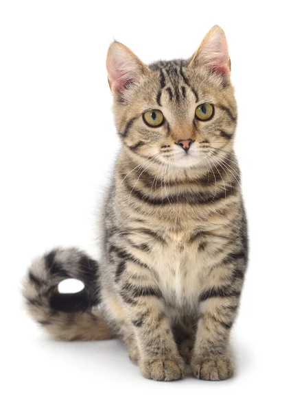 白い背景に隔離された小さな茶色の子猫 — ストック写真