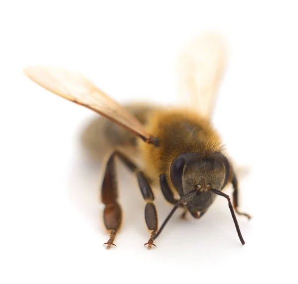 Strzał Bliska Pszczoły Izolowanej Białym Tle — Zdjęcie stockowe