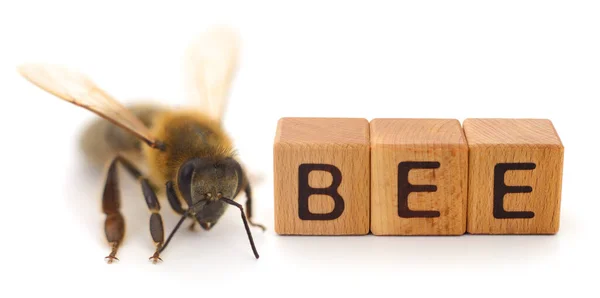 Κοντινό Πλάνο Μιας Μέλισσας Που Απομονώνεται Λευκό Φόντο — Φωτογραφία Αρχείου