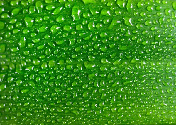 Krople Wody Świeżym Zielonym Liściu Izolowane Białym — Zdjęcie stockowe
