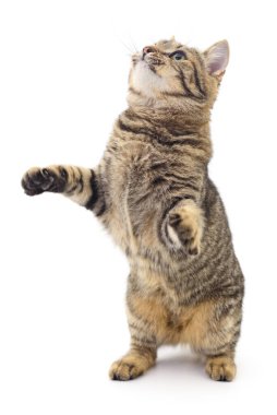 Beyaz arka planda izole edilmiş küçük kahverengi kedi yavrusu.