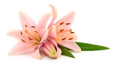 Beyaz arka planda iki pembe zambak izole edilmiş..