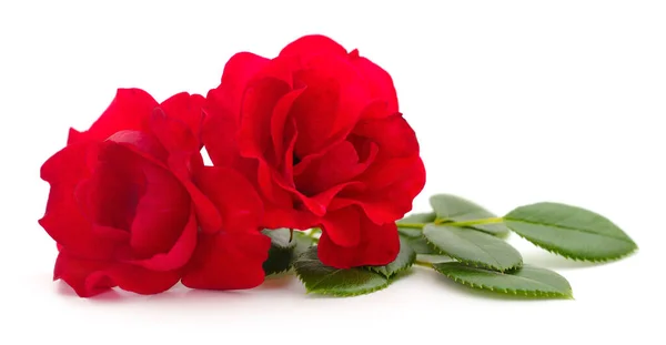 Dwie Piękne Czerwone Róże Białym Tle — Zdjęcie stockowe