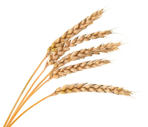 Ähren Aus Weizen Isoliert Auf Weißem Hintergrund — Stockfoto