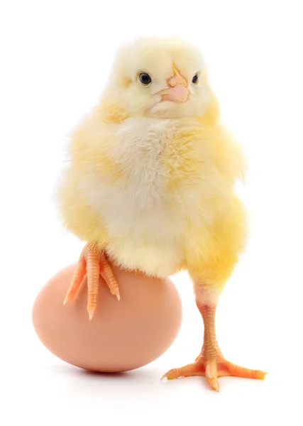 Κοτόπουλο Και Καφέ Αυγό Απομονώνονται Λευκό Φόντο — Φωτογραφία Αρχείου
