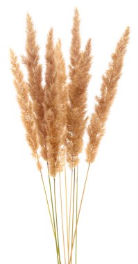 Kabarık koltuk çimeni kulağı beyaza izole edilmiş..