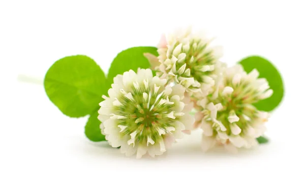 Beyaz Arkaplanda Beyaz Yonca Çiçekleri — Stok fotoğraf