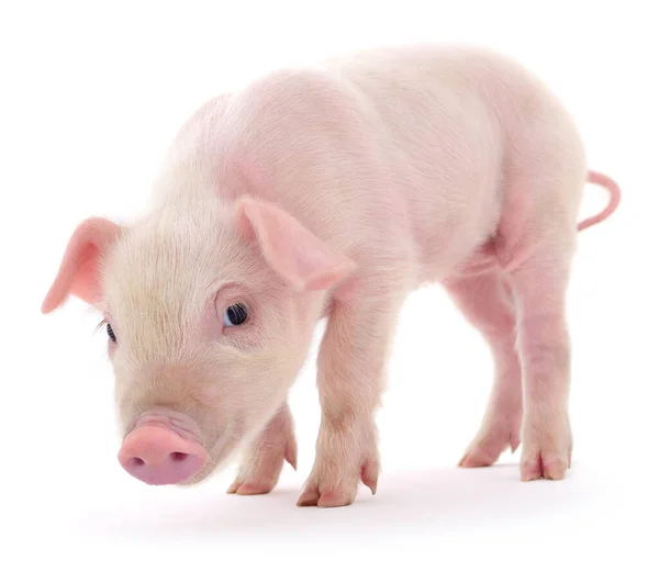 Cerdo Que Está Representado Sobre Fondo Blanco —  Fotos de Stock