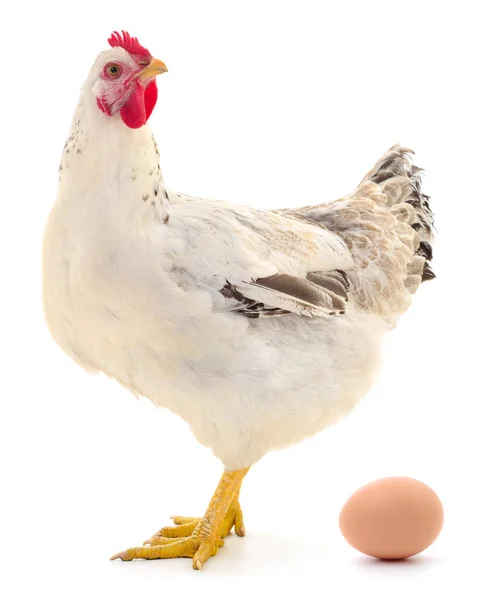 Белая Курица Яйцо Изолированы Белом Фоне Стоковая Картинка
