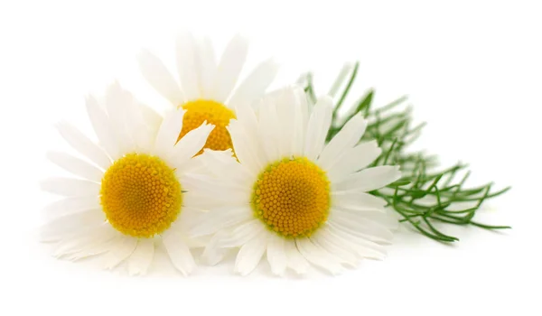 Bukett Kamomill Blommor Isolerad Vit Bakgrund — Stockfoto