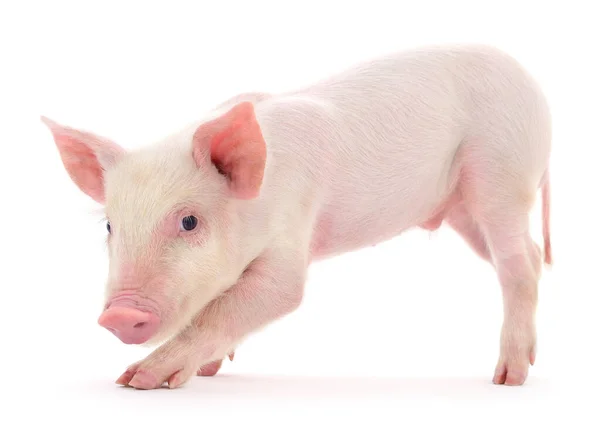Cerdo Que Está Representado Sobre Fondo Blanco — Foto de Stock
