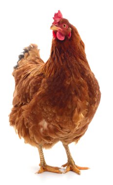 Genç kahverengi tavuk beyaz arka planda izole edildi.